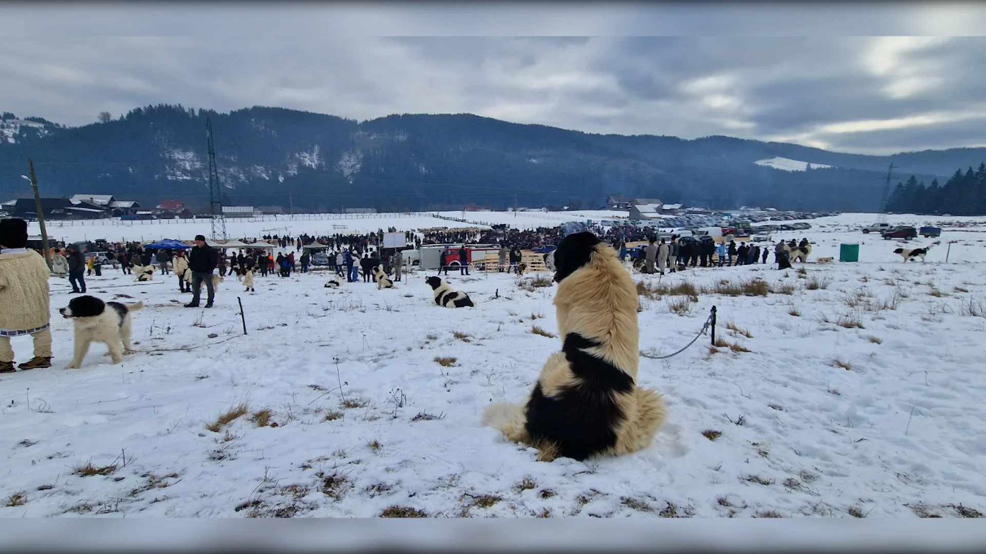 Parada ciobănescului de Bucovina la Stulpicani