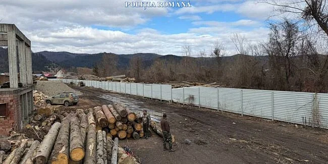 Depozit închis, lemn confiscat și dosar penal